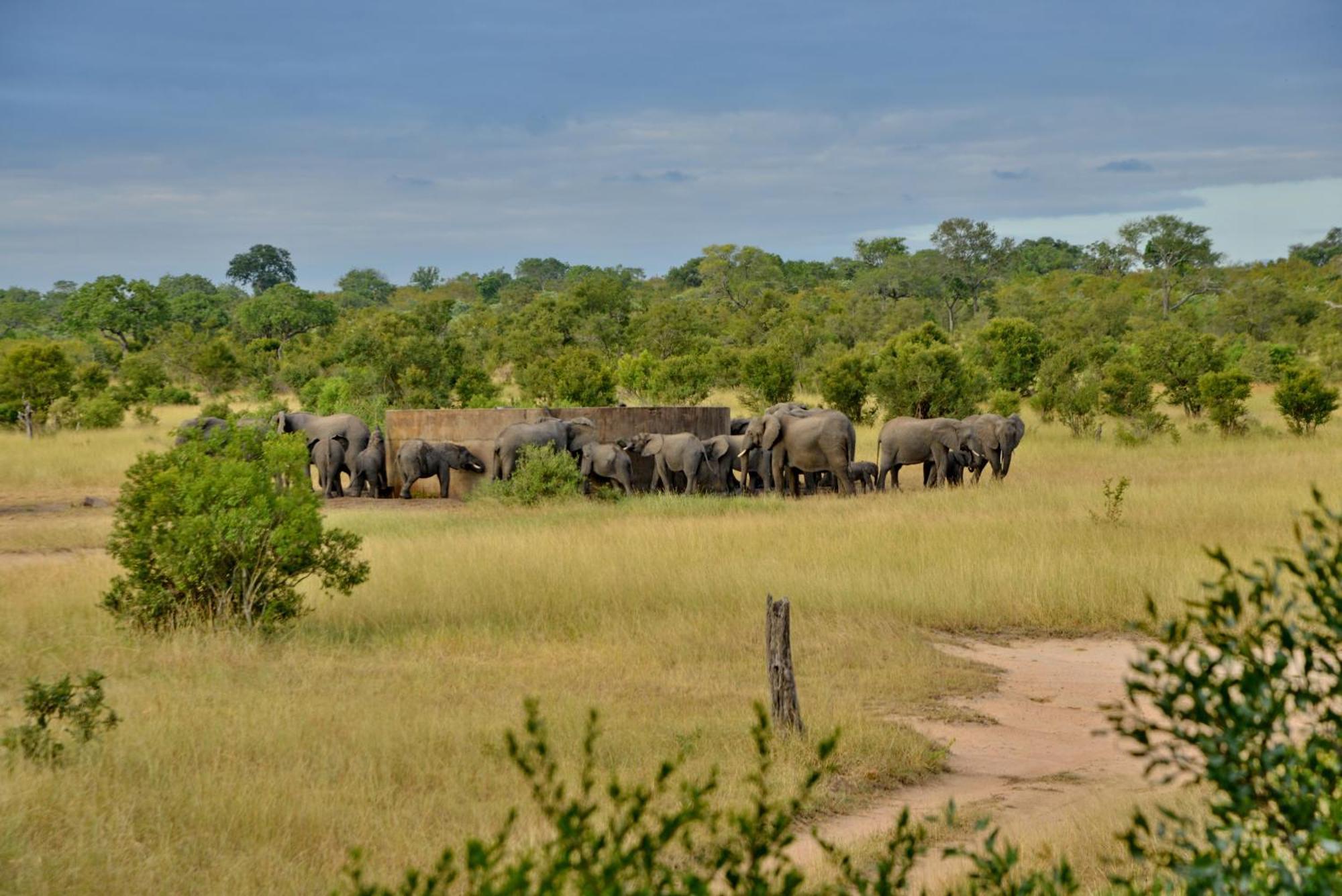 Rhino Walking Safaris Hotel Skukuza Bagian luar foto