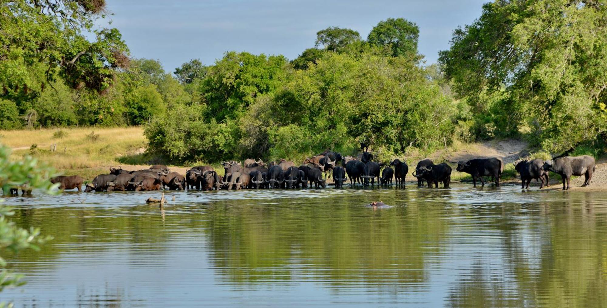 Rhino Walking Safaris Hotel Skukuza Bagian luar foto