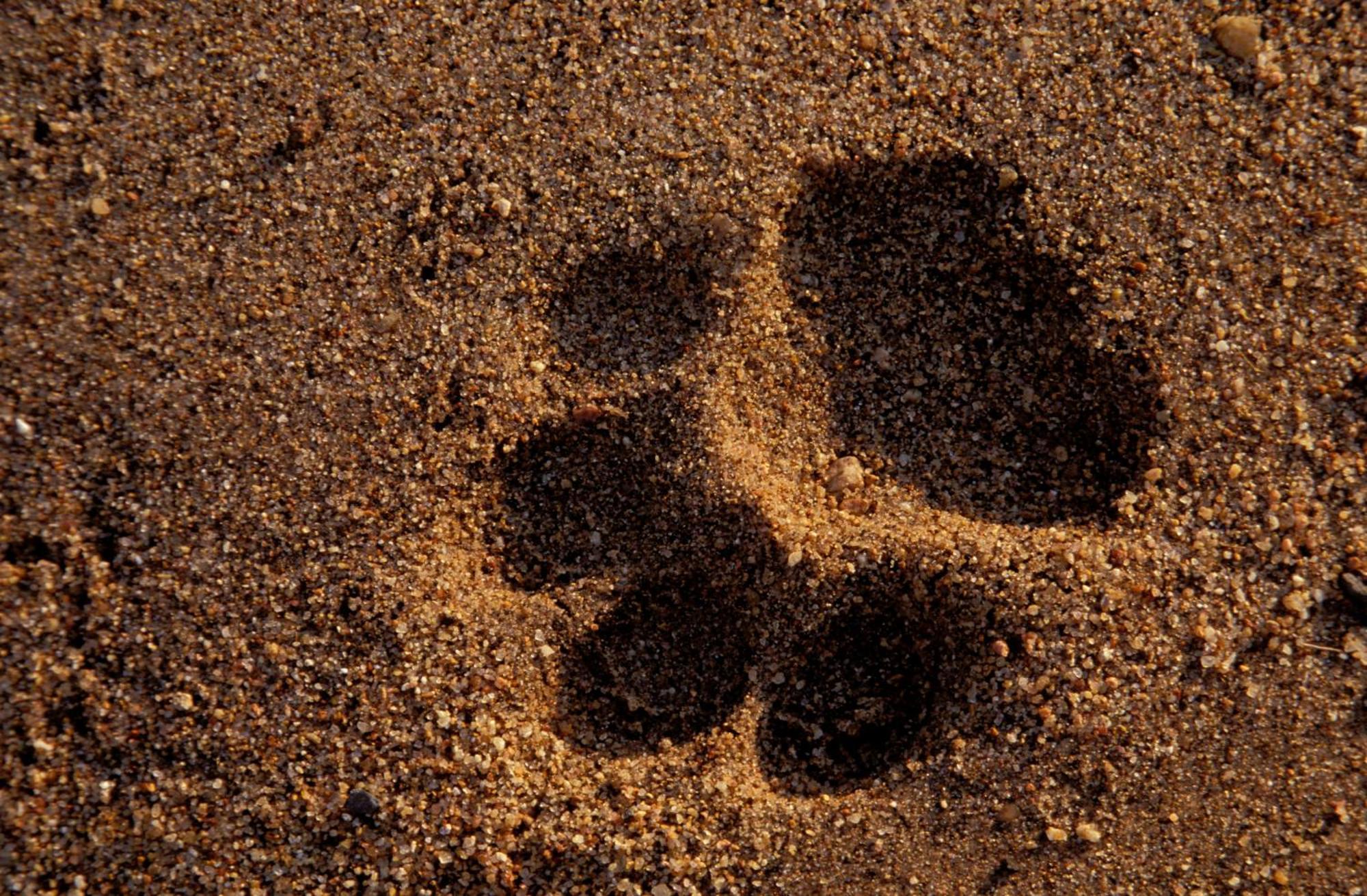 Rhino Walking Safaris Hotel Skukuza Bagian luar foto